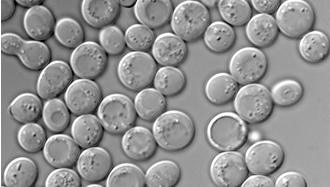 descripción