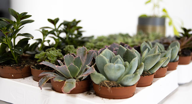 Plantas esperando a ser trasplantadas