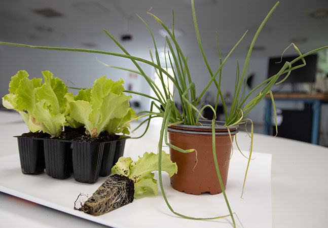 Plantas en macetas