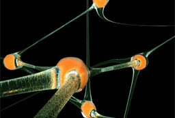 El Instituto de Neurociencias acoge una conferencia sobre el papel del ácido oleico en el desarrollo del sistema nervioso