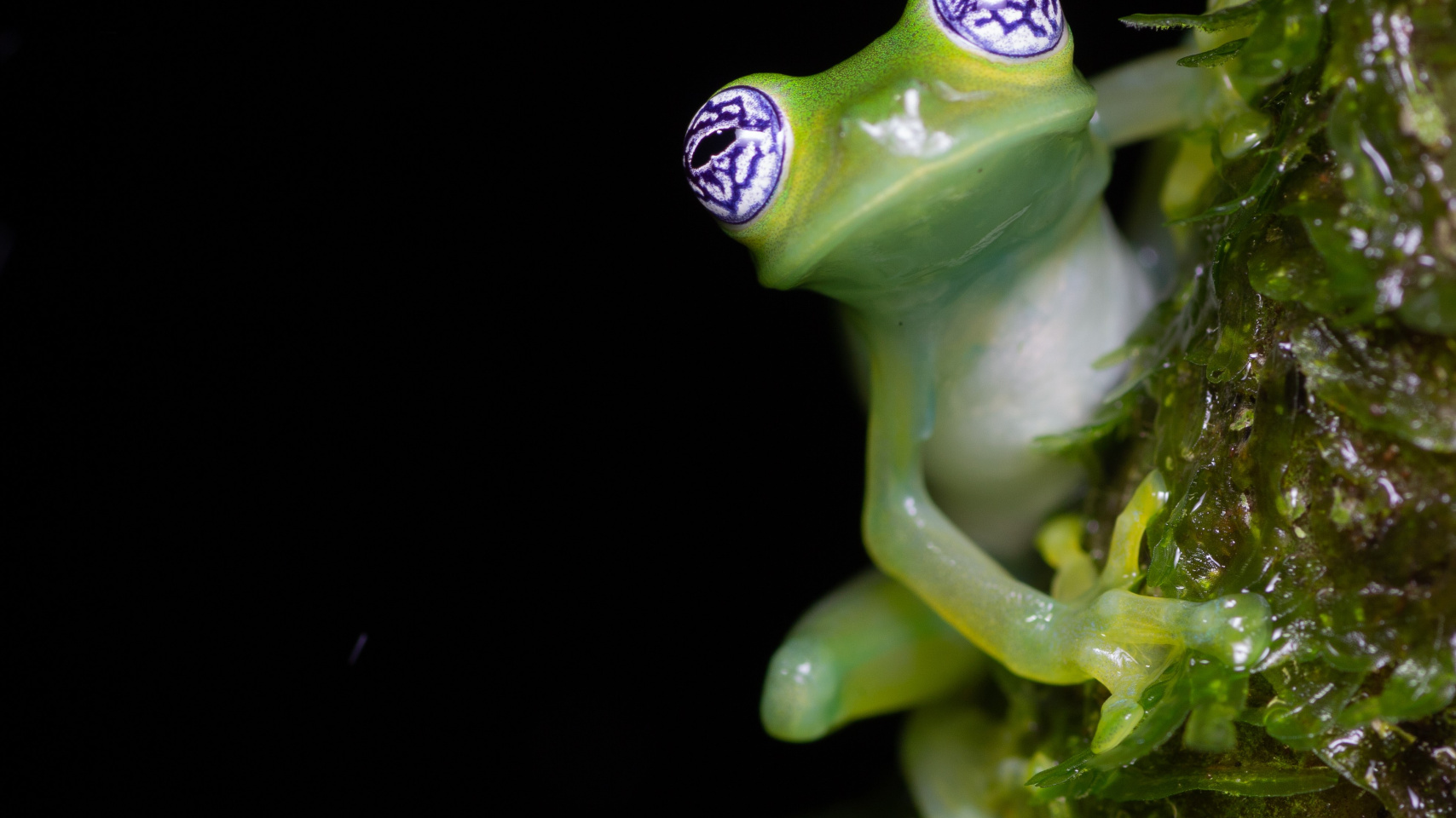 Max Benito Smeele, “Sobre la cuerda floja”