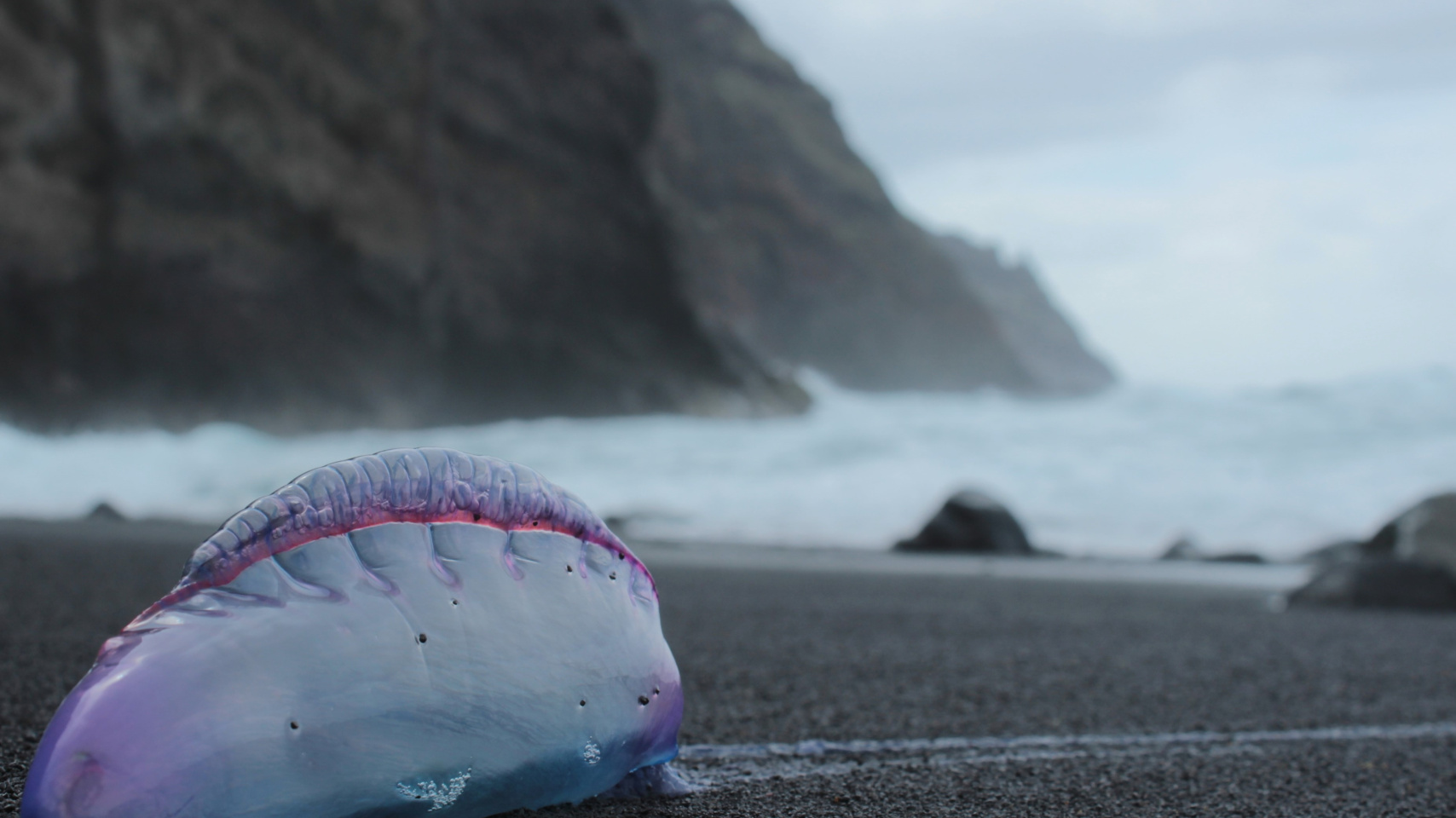 Eduardo Davó Fernández, “Las carabelas flotan”
