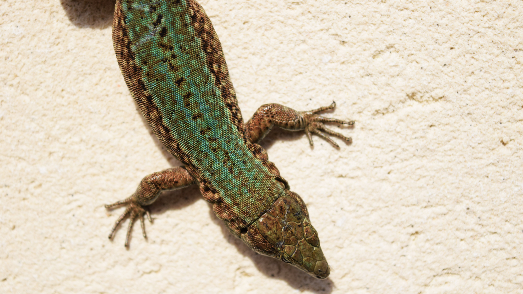 Tercer premio. Alicia Isabel León Lobera por su trabajo “Mosaico viviente”