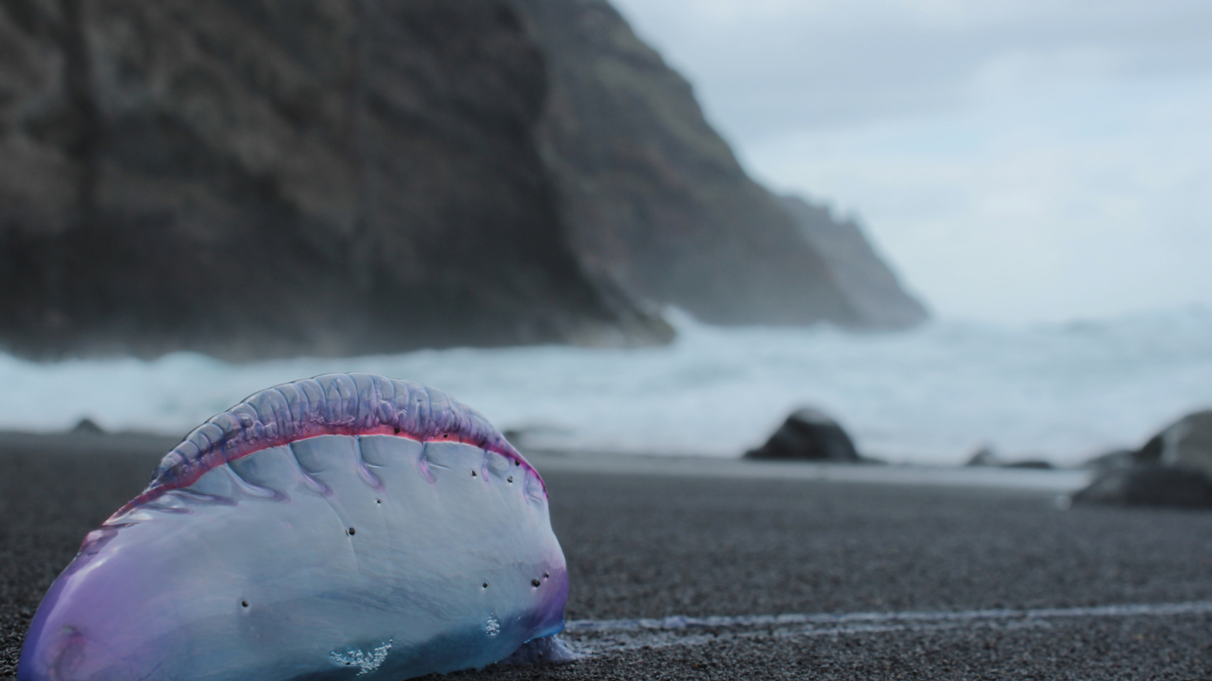 Segundo premio. Eduardo Davó Fernández por su trabajo “Las carabelas flotan”