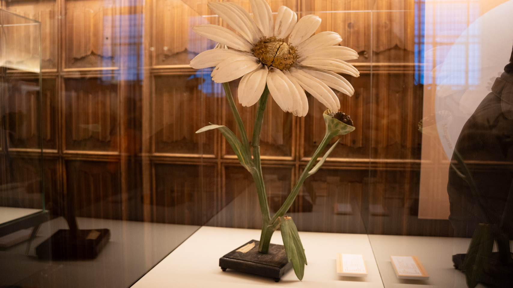 La Universidad de Salamanca revela su colección de modelos artificiales del siglo XIX para la enseñanza de la botánica