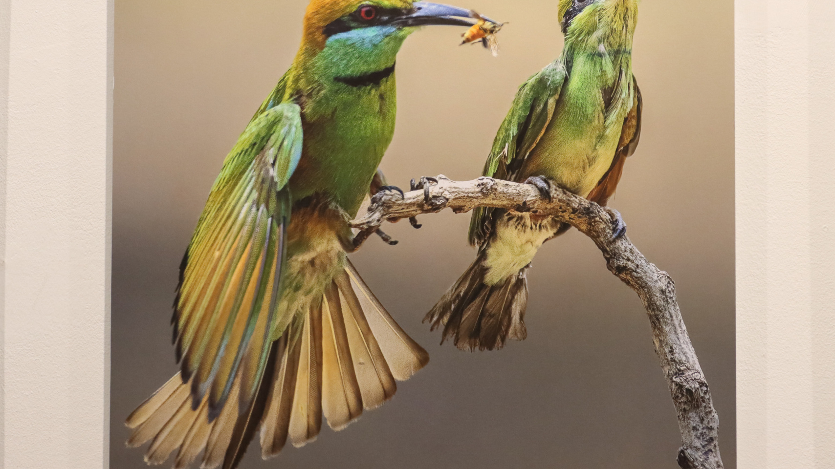 Exposición de las obras ganadoras de la duodécima edición del concurso anual de fotografía “Transversalidades. Fotografía sin fronteras”