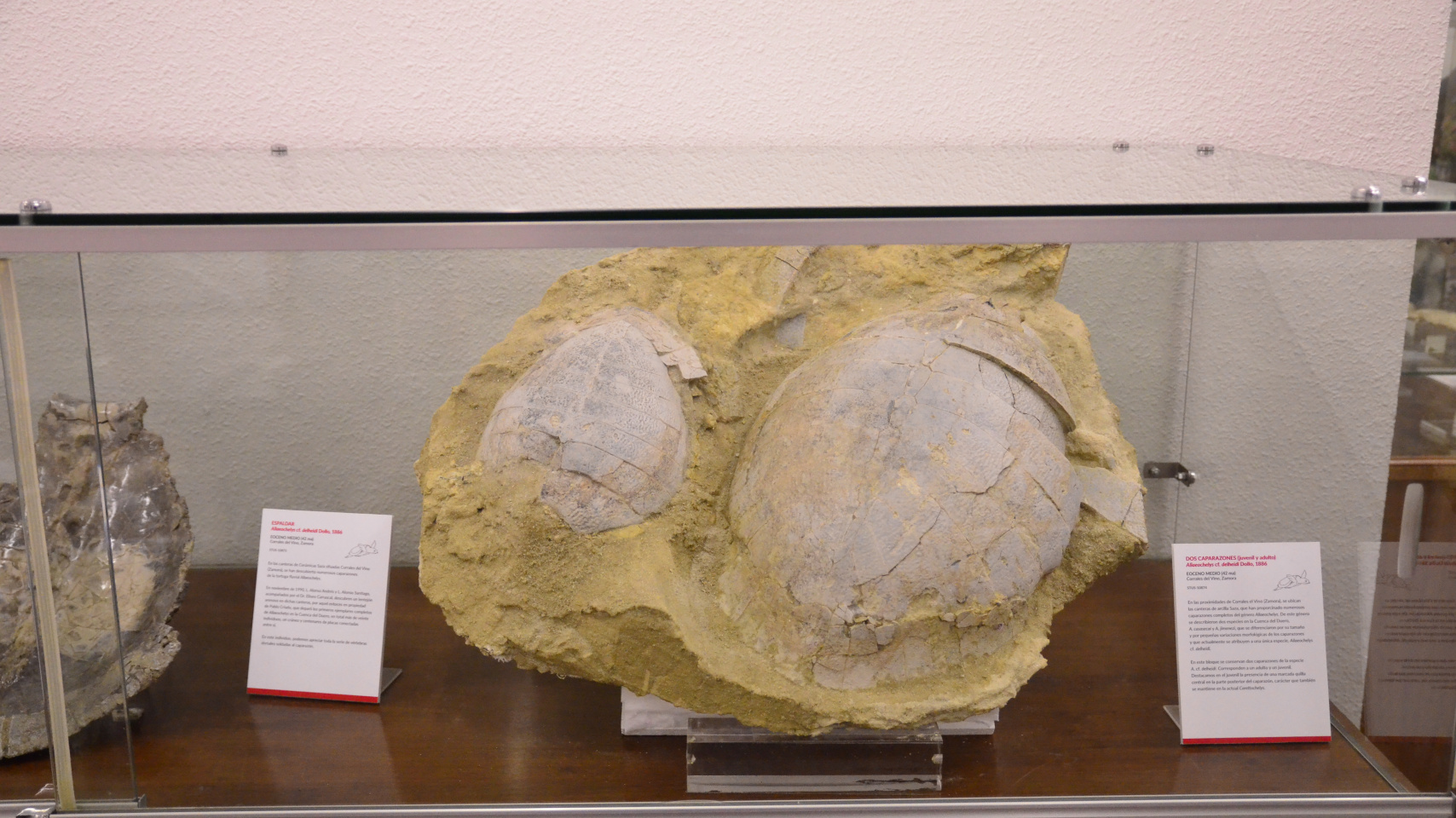 La Facultad de Ciencias homenajea al impulsor de la Sala de las Tortugas