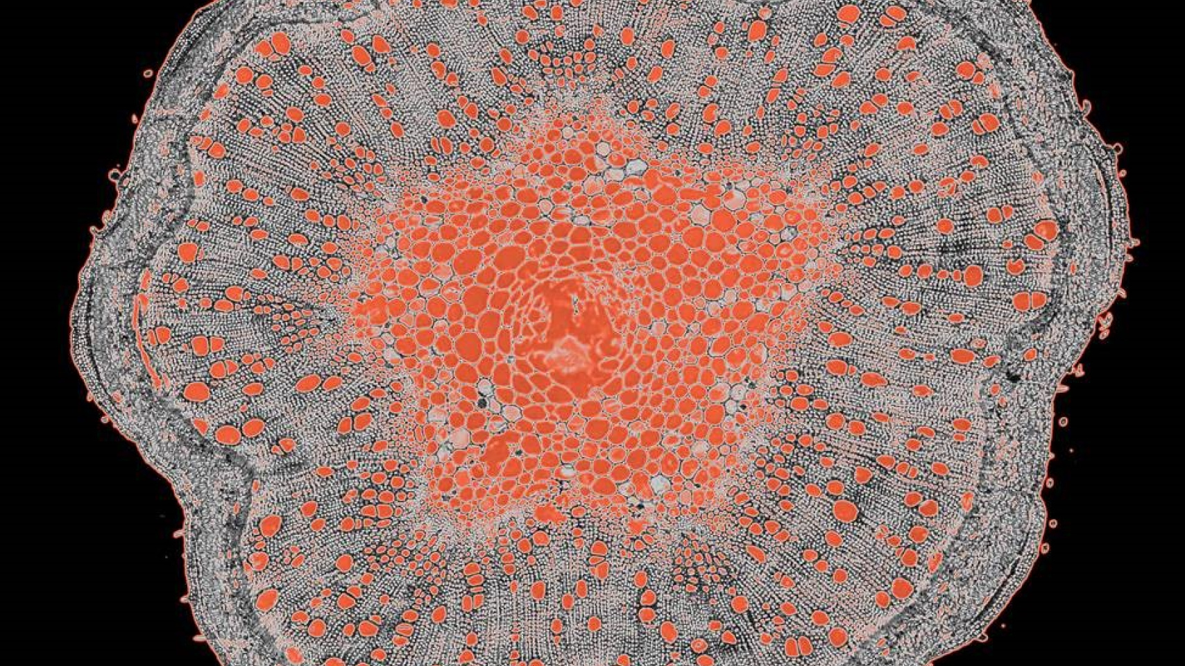 “La estrella Discutida”, de la estudiante del Máster en Psicología General Sanitaria Irene Alonso Esquisábel