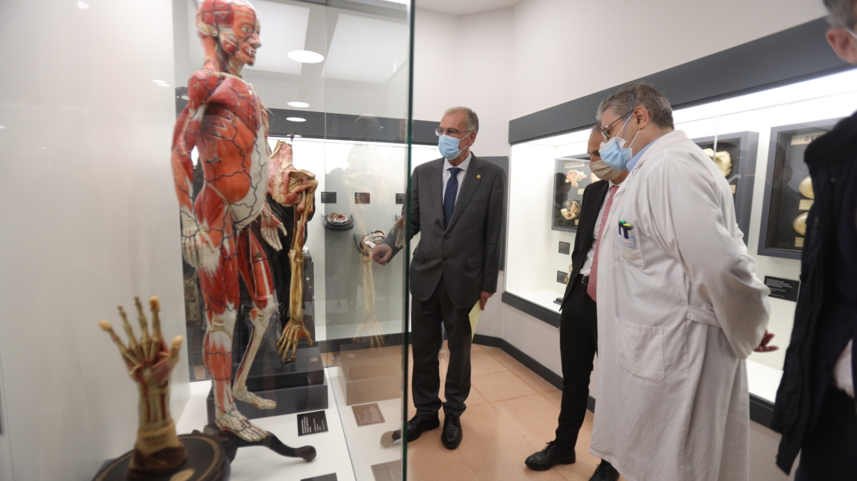 La Facultad de Medicina inaugura una exposición permanente de figuras anatómicas de cera