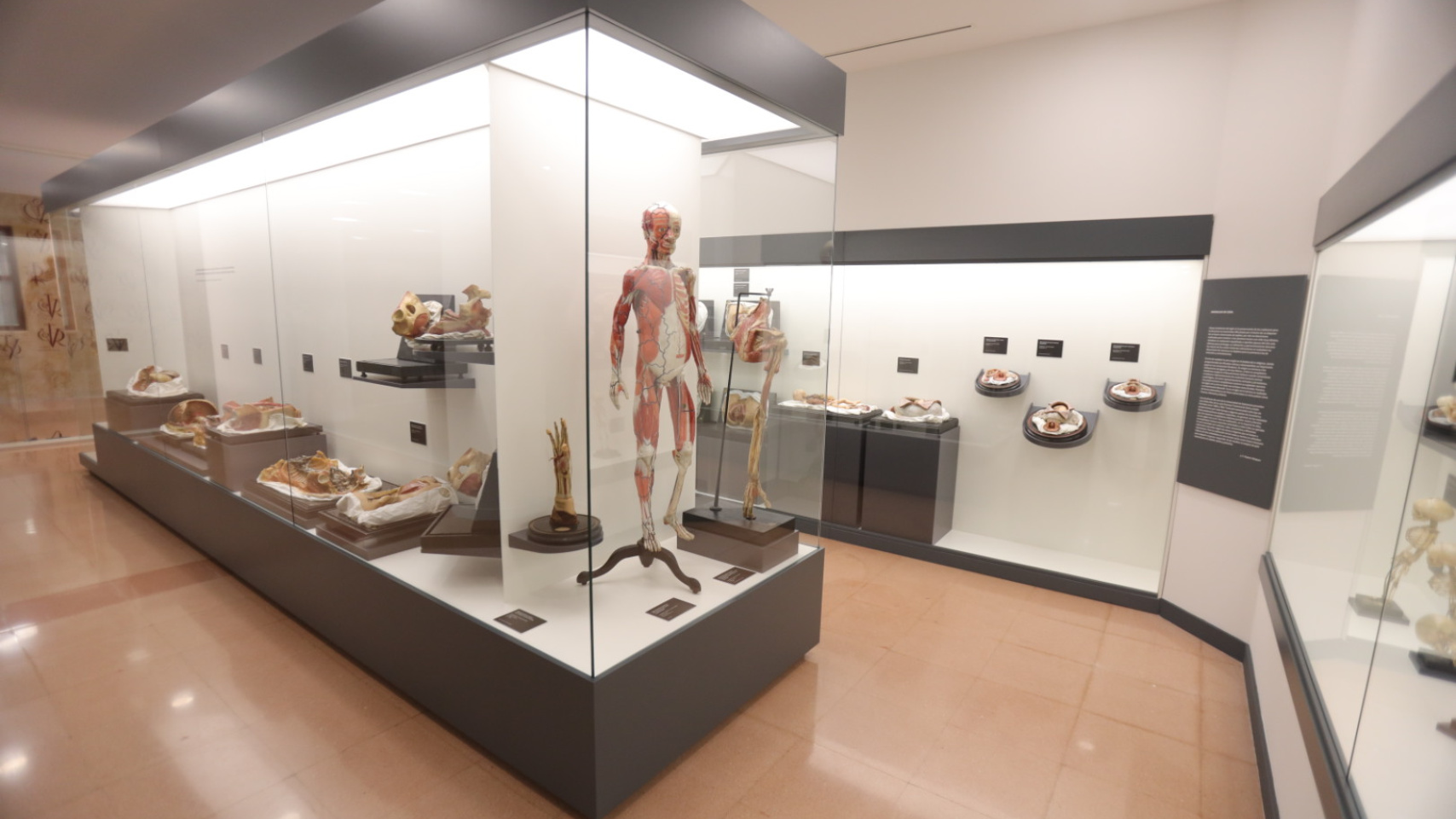 La Facultad de Medicina inaugura una exposición permanente de figuras anatómicas de cera