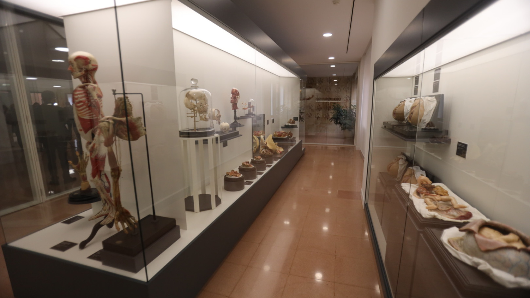 La Facultad de Medicina inaugura una exposición permanente de figuras anatómicas de cera