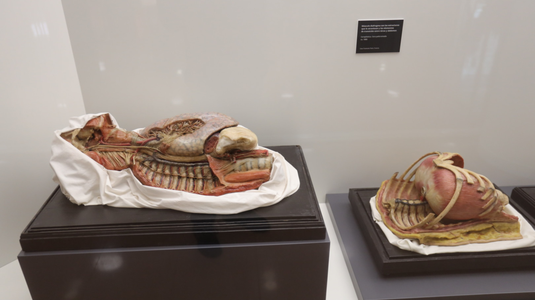 La Facultad de Medicina inaugura una exposición permanente de figuras anatómicas de cera