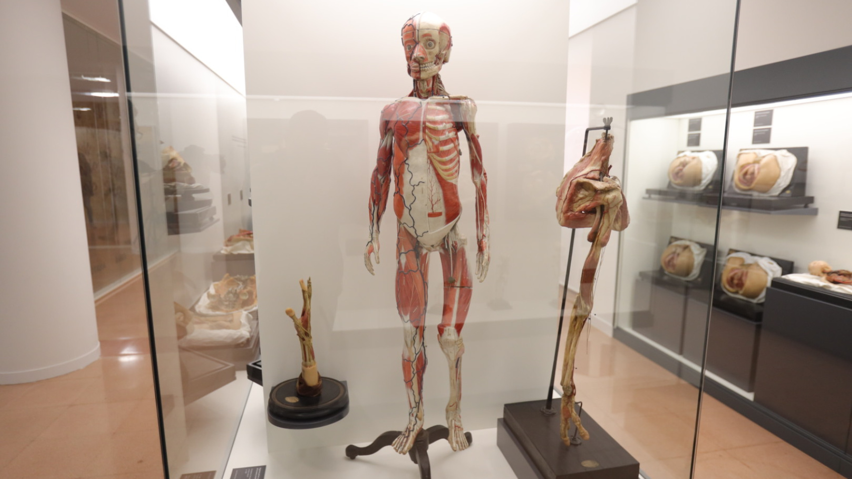 La Facultad de Medicina inaugura una exposición permanente de figuras anatómicas de cera