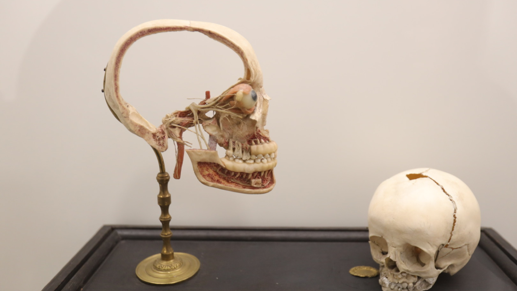 La Facultad de Medicina inaugura una exposición permanente de figuras anatómicas de cera