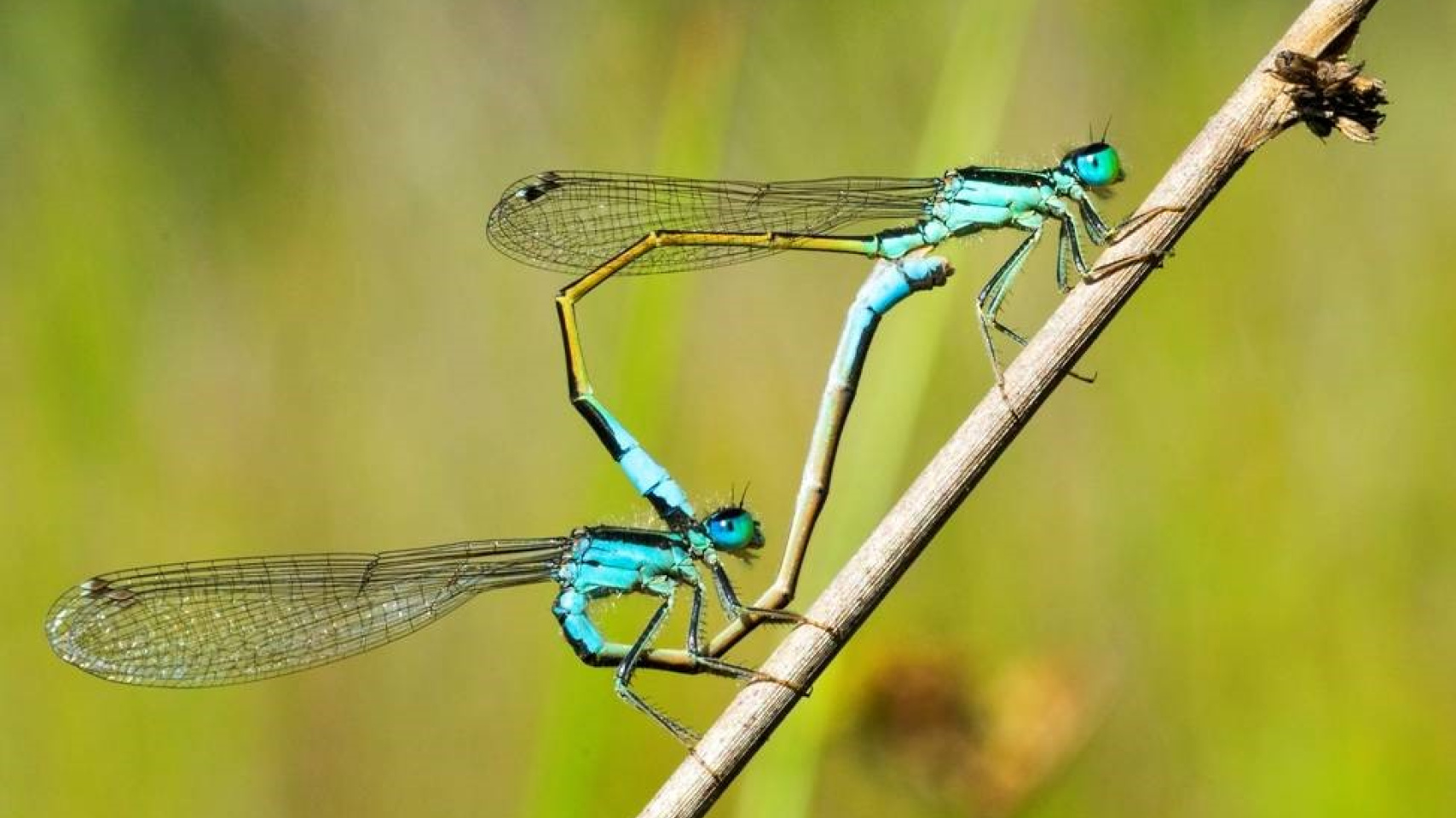 “Pasión entre los Juncos”, del estudiante de 4º curso de Grado de Biología Víctor de Paz Pérez
