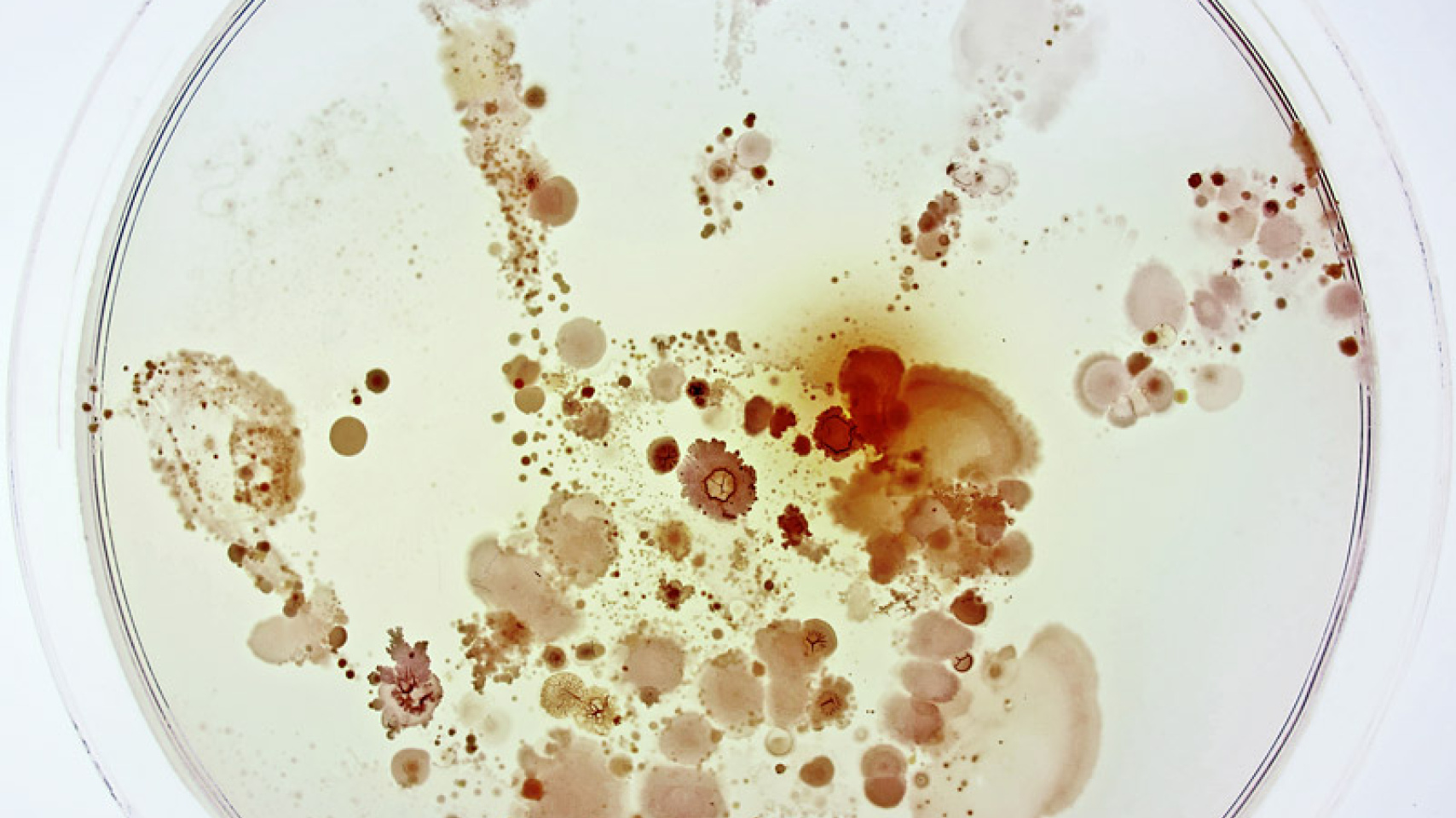 "¿Qué esconde la mano de un niño?", fotografía premiada en el certamen convocado por CSIC y FECYT