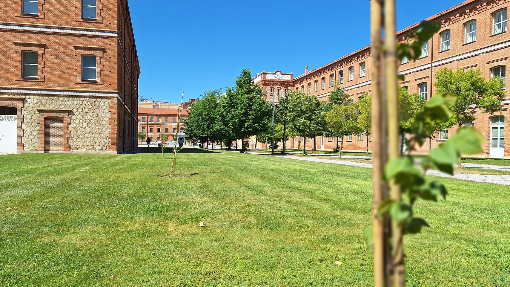 El Campus Viriato tras la plantación de olmos en conmemoración del Día Mundial del Medio Ambiente