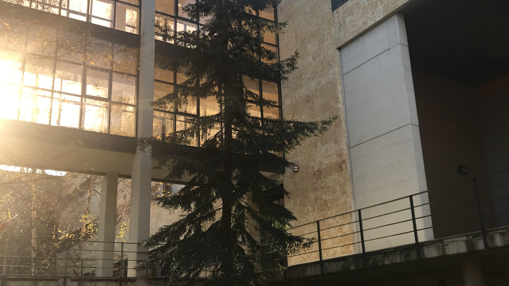 Hija de la Secuoya en la Facultad de Derecho (Fotografía: Francisco Fernández Marín.