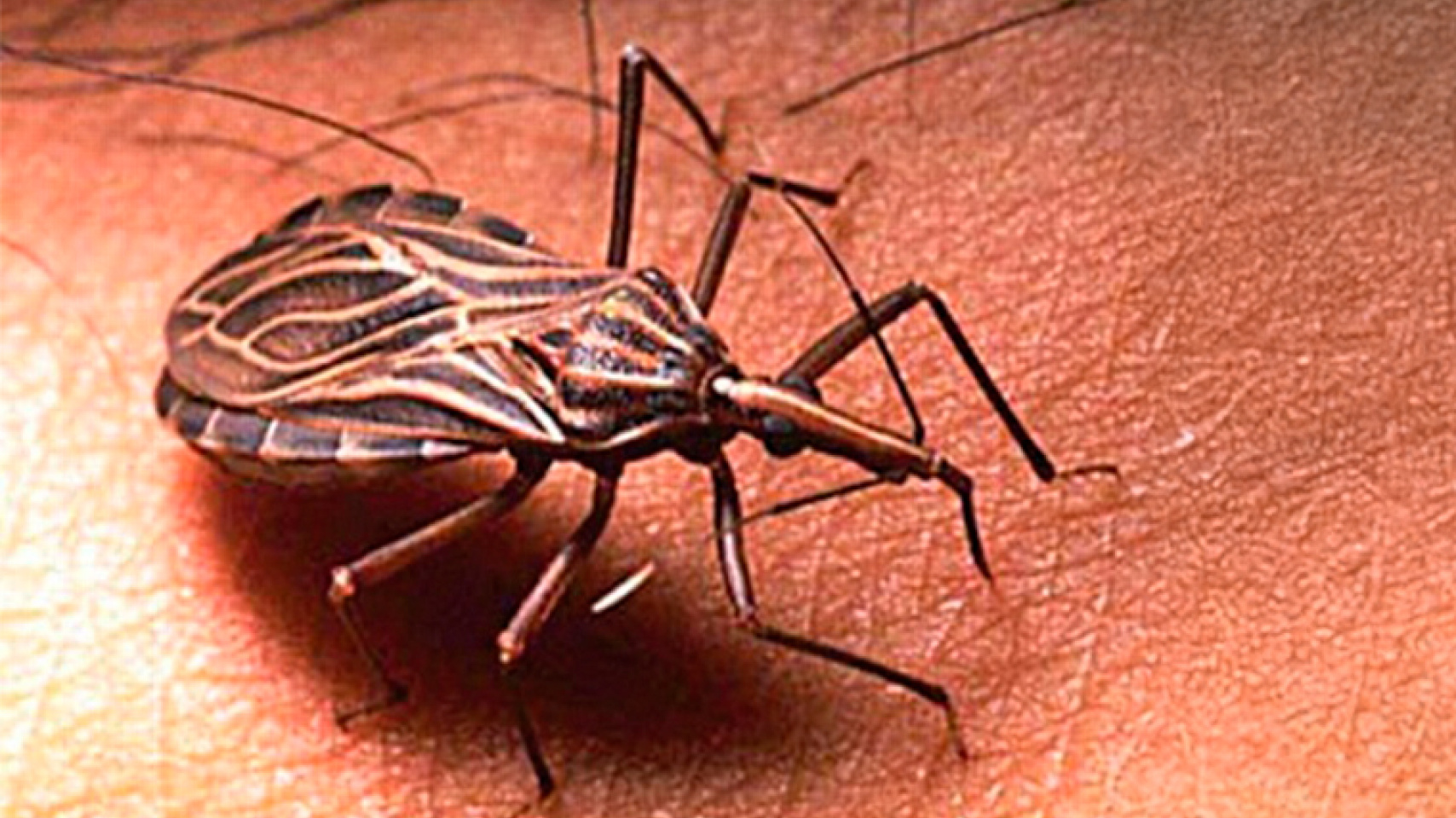 insecto transmisor de la enfermedad de Chagas