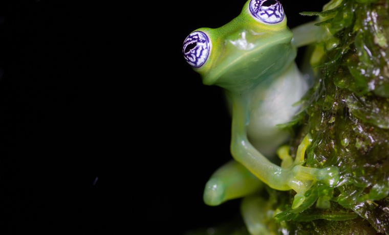 Max Benito Smeele, “Sobre la cuerda floja”