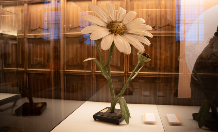 La Universidad de Salamanca revela su colección de modelos artificiales del siglo XIX para la enseñanza de la botánica