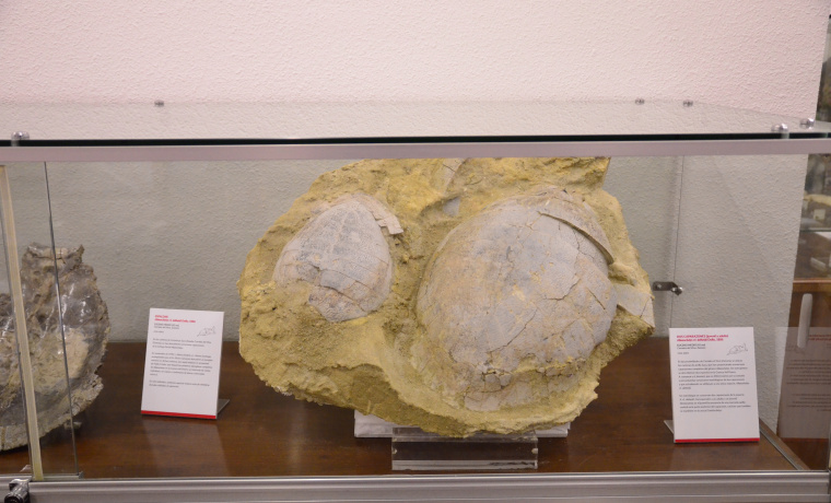 La Facultad de Ciencias homenajea al impulsor de la Sala de las Tortugas