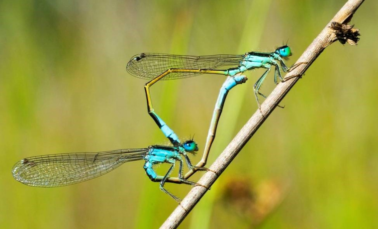 “Pasión entre los Juncos”, del estudiante de 4º curso de Grado de Biología Víctor de Paz Pérez