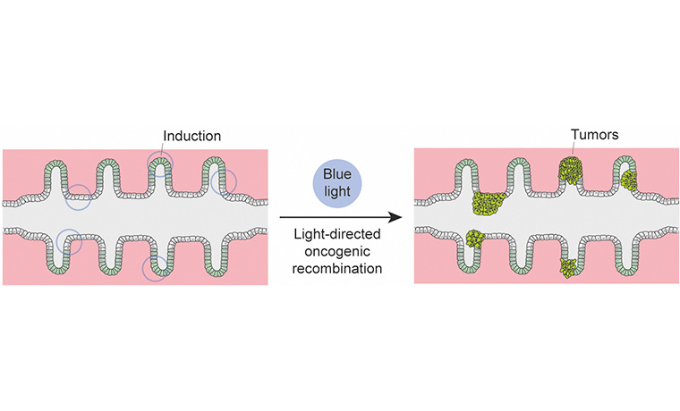 Mini-cólones bioartificiales para ver nacer el cáncer de colon en el laboratorio
